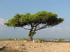 Schattenbaum mit Rastbank im Gelände von Hagar Qim