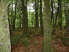 Wald im Museumsdorf