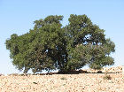 Arganienbaum