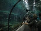 Glastunnel im Aquarium