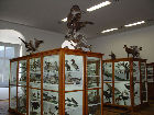 Naturhistorische Sammlung