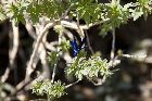 Blaue Pracht-Libelle