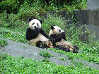 Wolong Pandaschutzzentrum