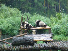 Panda Schutzgebiet Wolong